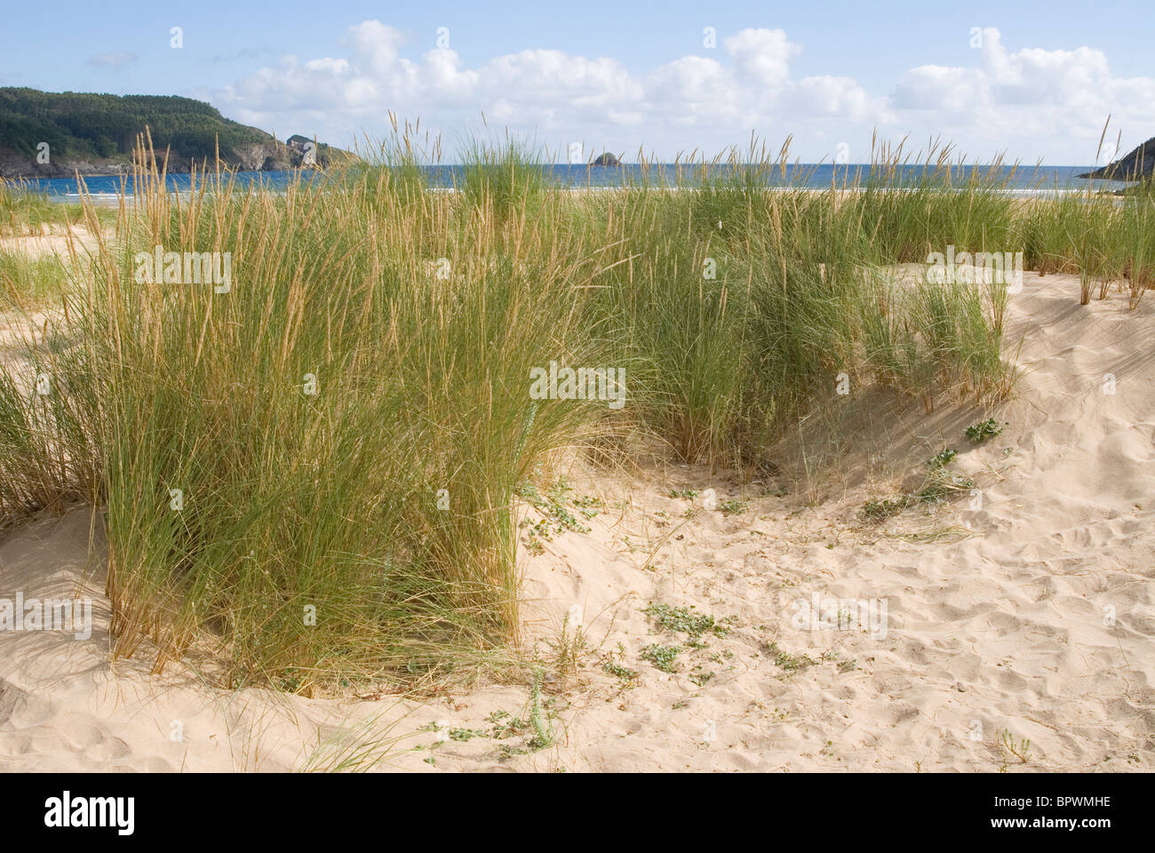 'Ammophile Ammophile ou européen (Ammophila arenaria) sur les dunes de sable dans Abrela beach, Vicedo, Lugo, Galice, Espagne. Banque D'Images