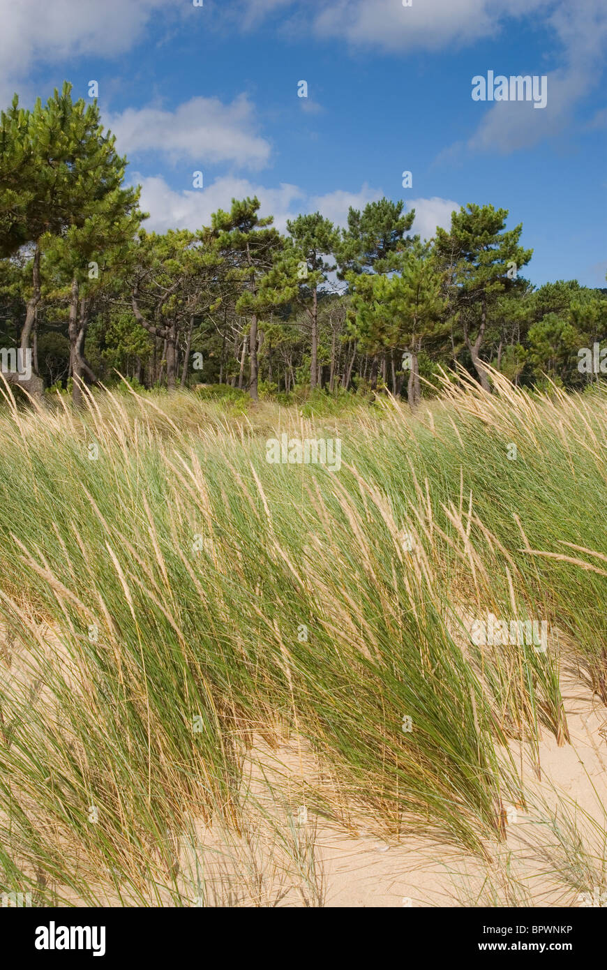 'Ammophile Ammophile ou européen (Ammophila arenaria) sur les dunes de sable dans Abrela beach, Vicedo, Lugo, Galice, Espagne. Banque D'Images