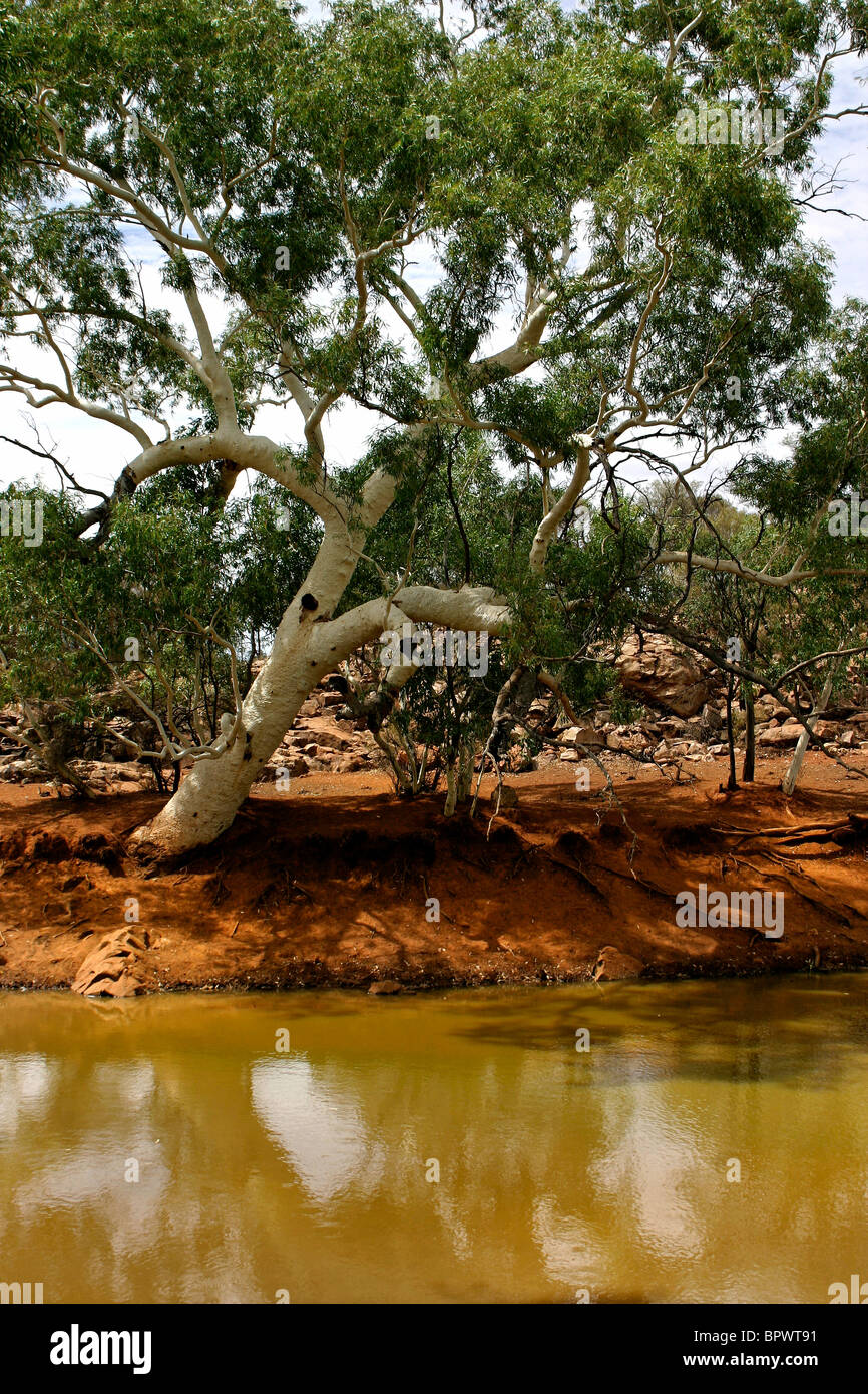 Billabong l'eau à l'Eucalyptus Gum Tree nord-ouest de l'Australie Photo  Stock - Alamy
