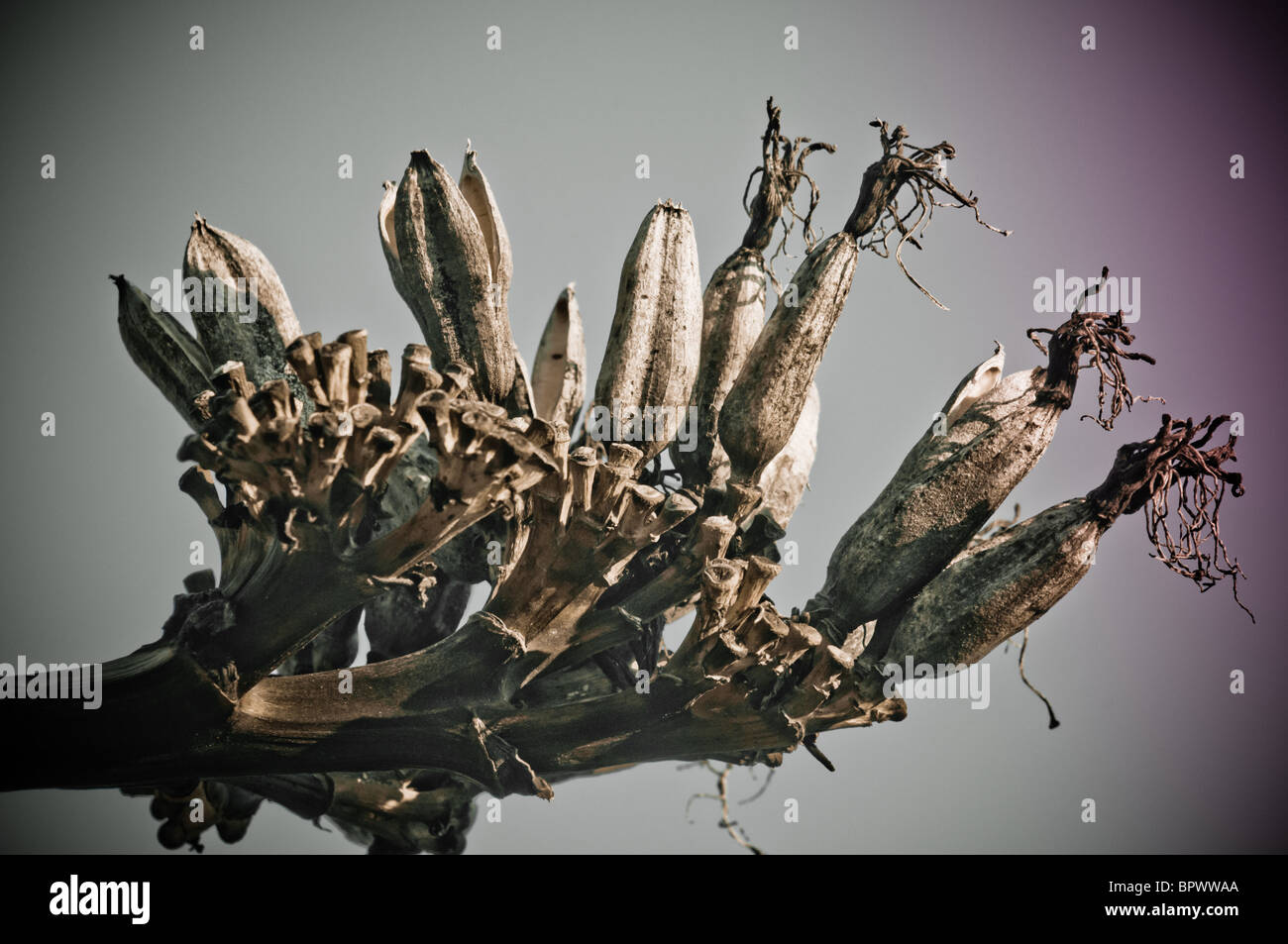 Une fleur séchée qui semble presque une main de squelette Banque D'Images