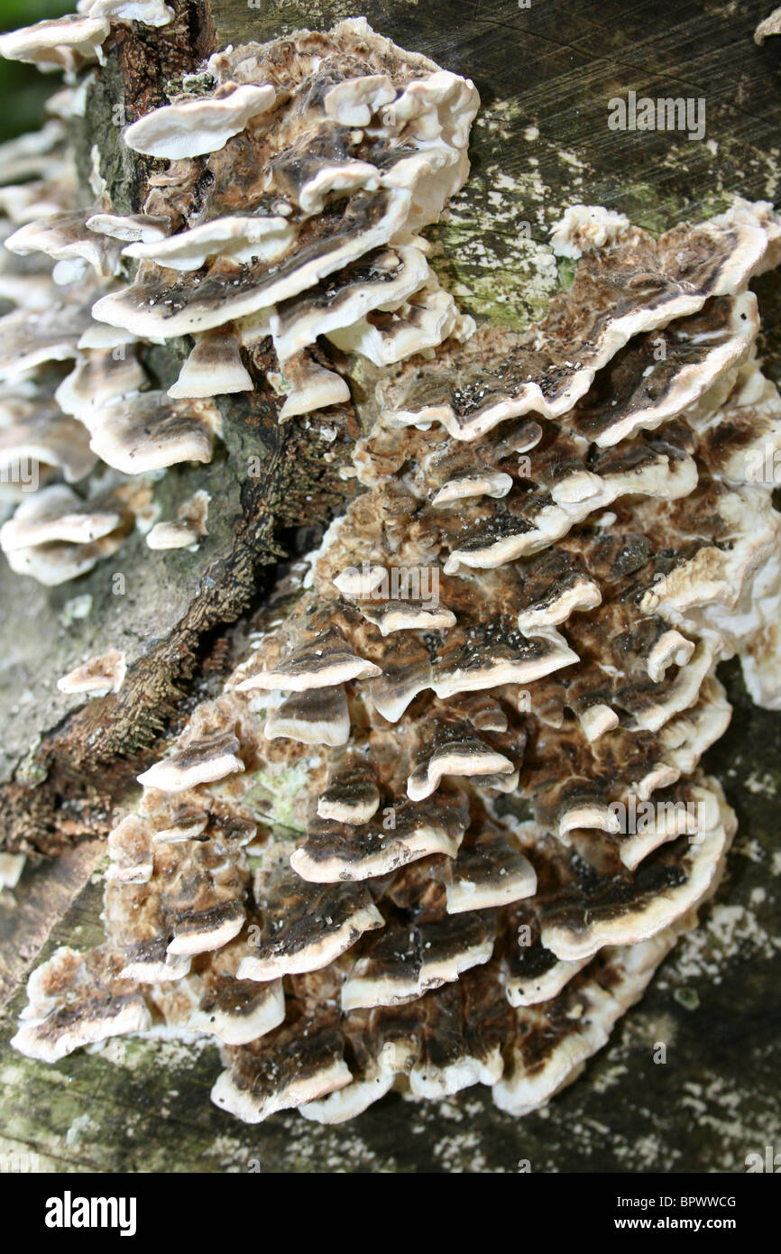 Support de Smoky Bjerkandera adusta prises dans Eastham Country Park, Wirral, Merseyside, Royaume-Uni Banque D'Images