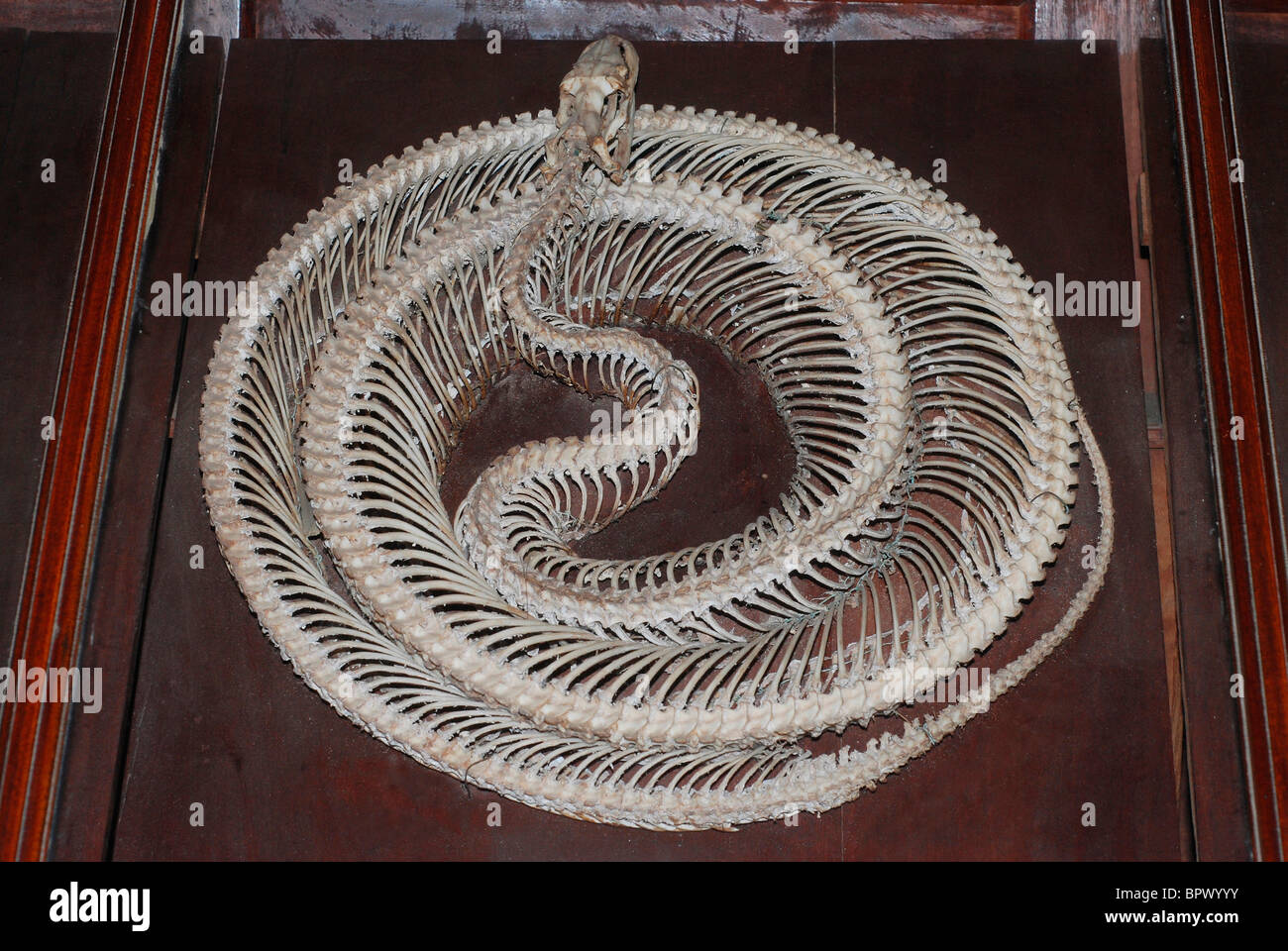 Squelette d'un serpent Banque D'Images