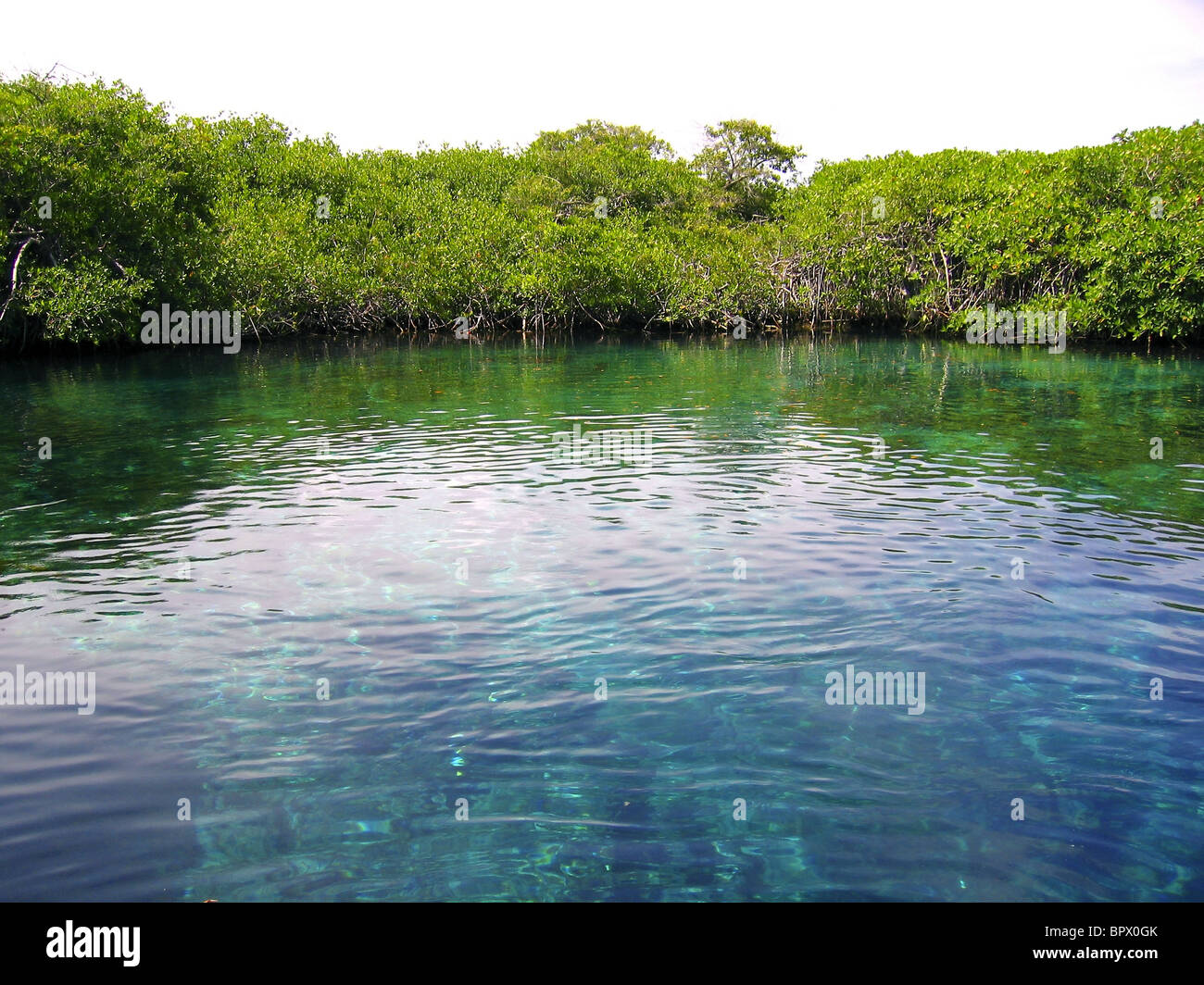 Rivière de la mangrove en Amérique centrale Mexique quintana roo Banque D'Images