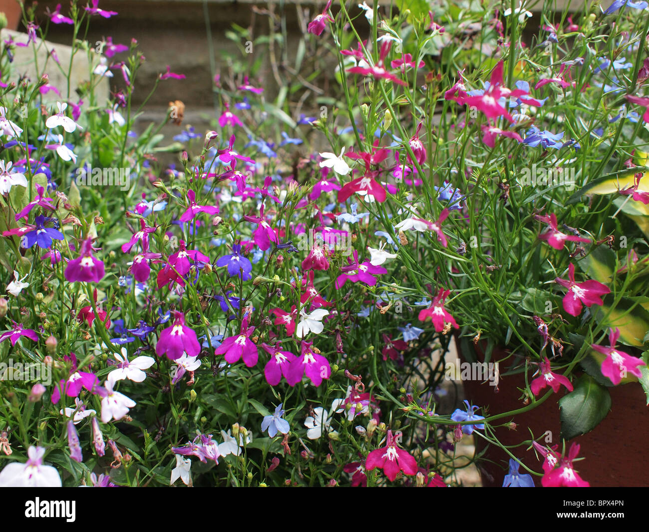 Fleurs d'été dans un jardin anglais, le Yorkshire, le nord de l'Angleterre Banque D'Images