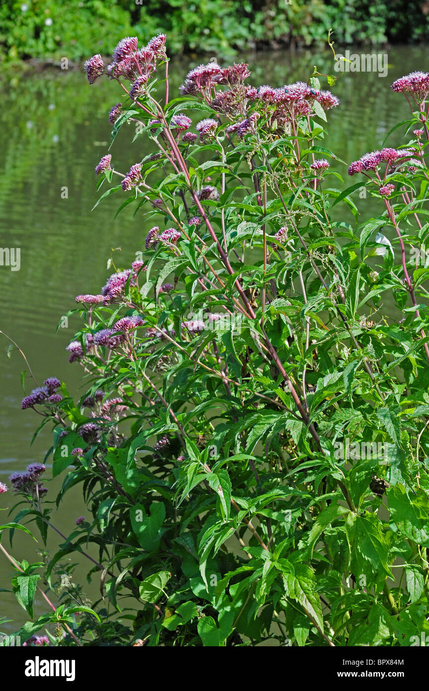 Chanvre-aigremoine, (Eupatorium cannabinum) croissant sur le chemin de halage,par le Canal de Chichester. Septembre. Toute la plante. Banque D'Images