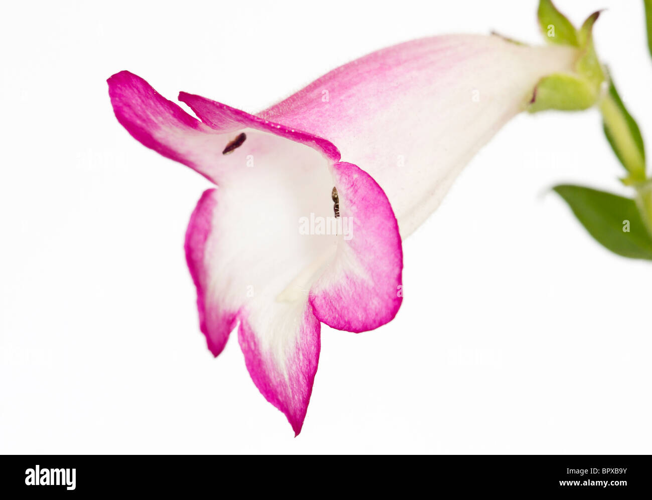 Penstemon 'Laura' Pensham fleurs tubulaires blanc bordé de rose cerise Banque D'Images