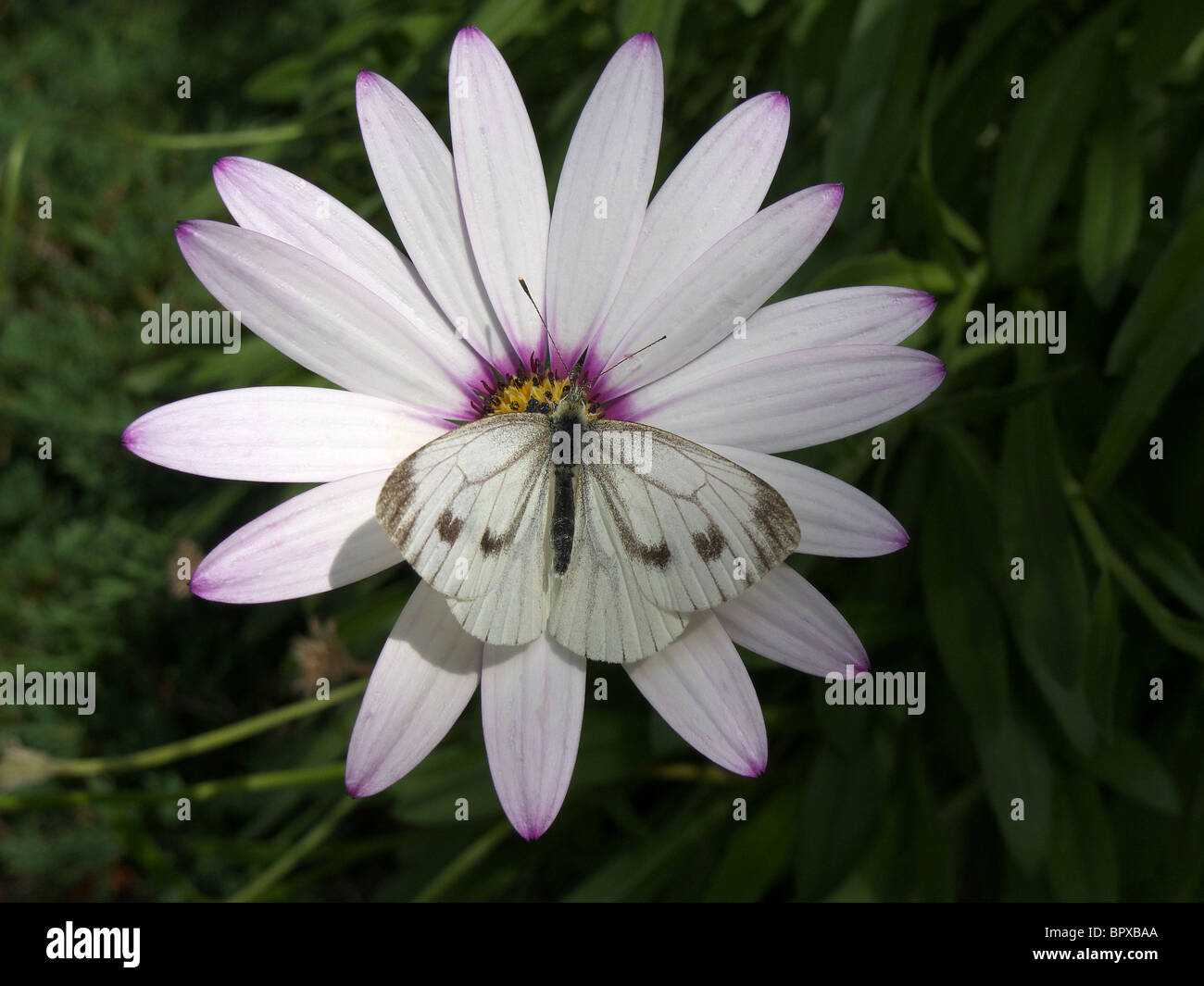 Grand Papillon Blanc (Pieris brassicae) aussi connu comme le chou blanc se nourrissent d'une fleur Osteospermum Banque D'Images