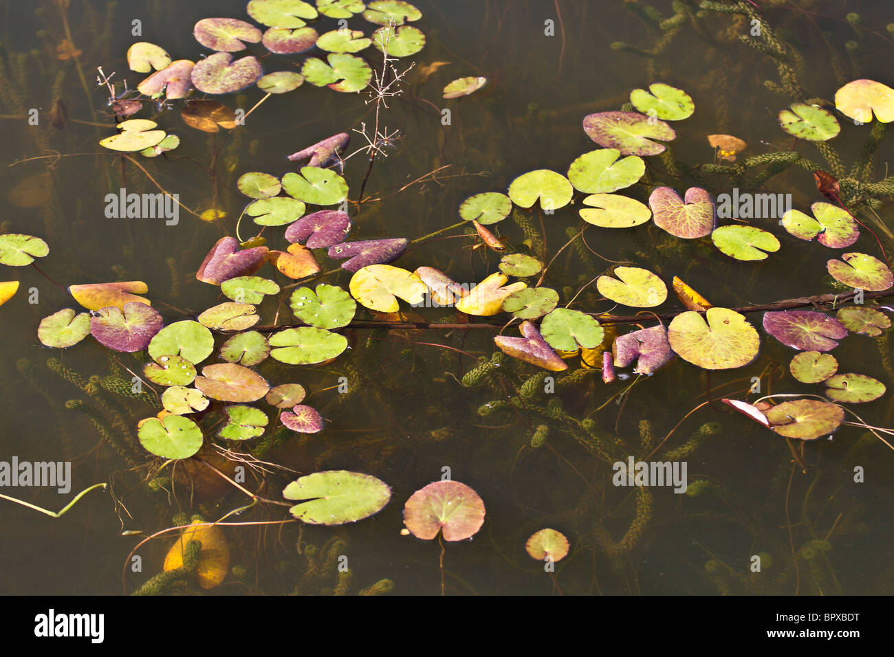 Petit étang de la faune avec nymphaea en automne. Banque D'Images