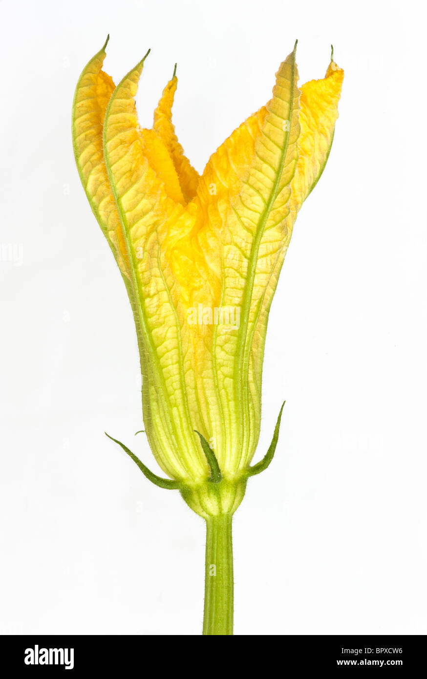 Gros plan d'une fleur de légumes courges sur un fond blanc. Banque D'Images