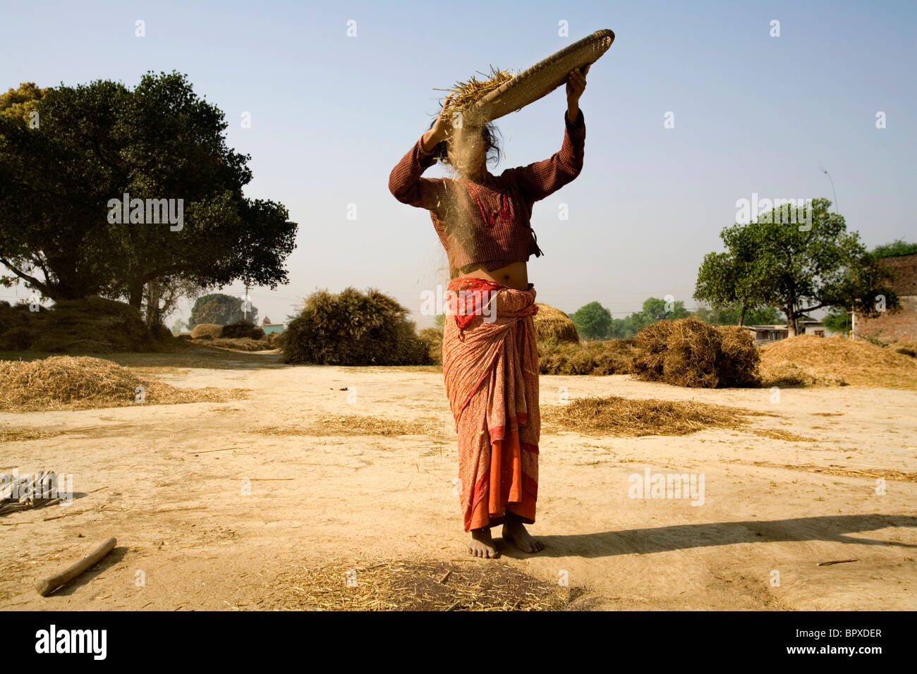 Jeune fille népalaise la séparation du blé de l'ivraie en champ ouvert, Lumbini, Népal. Banque D'Images