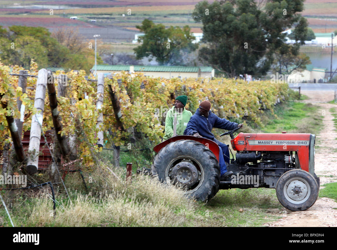 Afrique du Sud : travailleur dans un vignoble dans la région viticole de la Province du Cap occidental près de De Doorns, Hex , Valley Banque D'Images