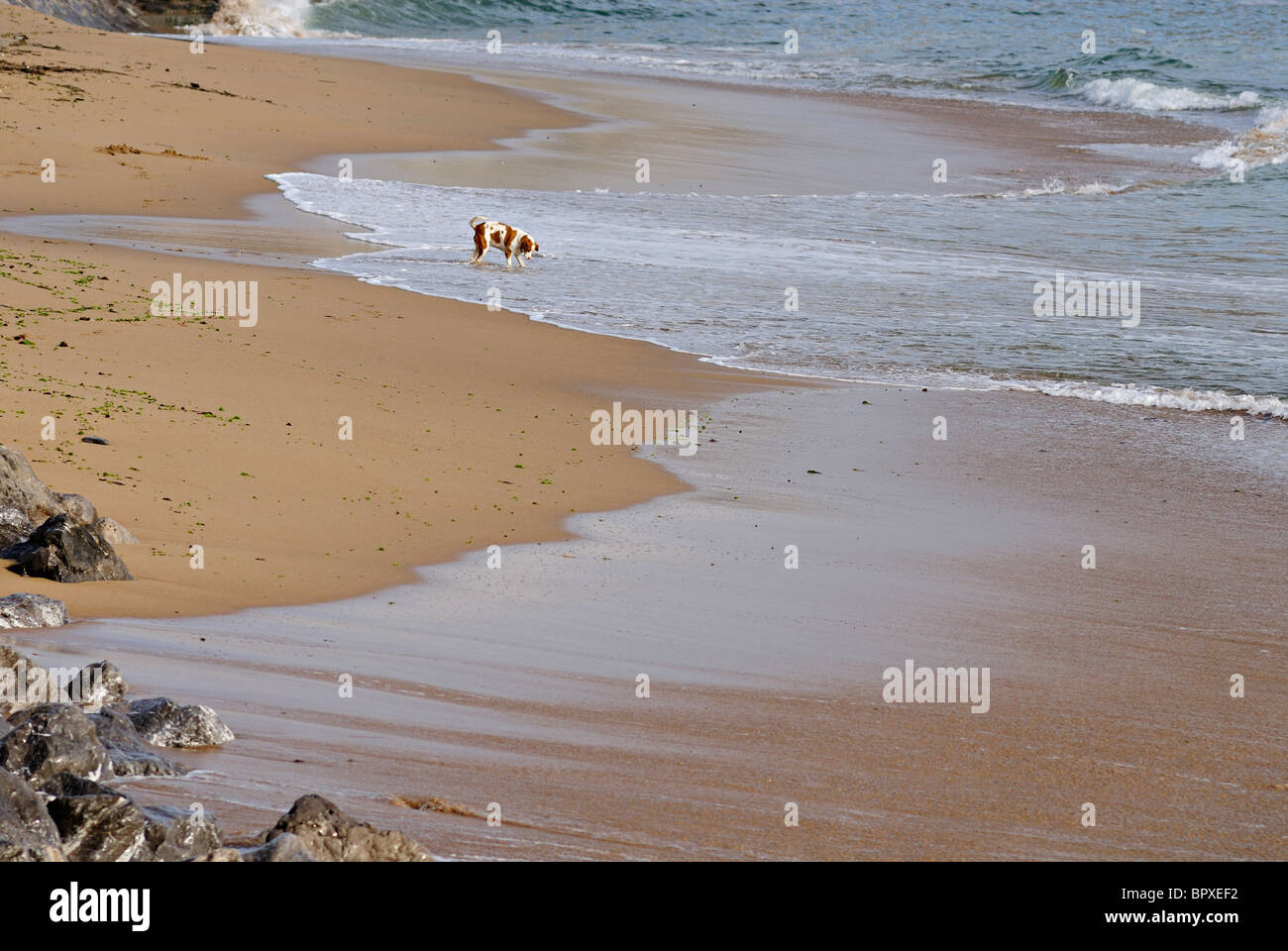 Chien sur la plage à jouer dans l'eau Banque D'Images