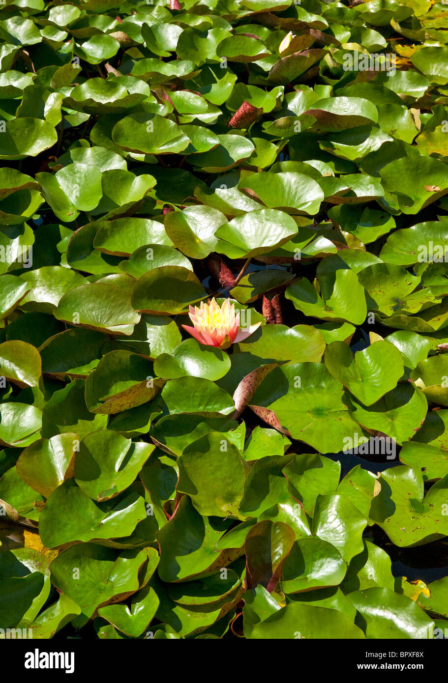 La floraison water lilly dans un jardin d'eau. Banque D'Images