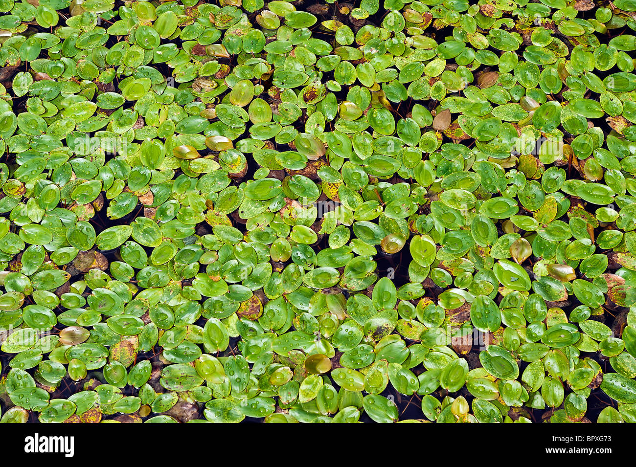 Les plantes aquatiques, les lentilles d'eau dans un étang jardin. Banque D'Images