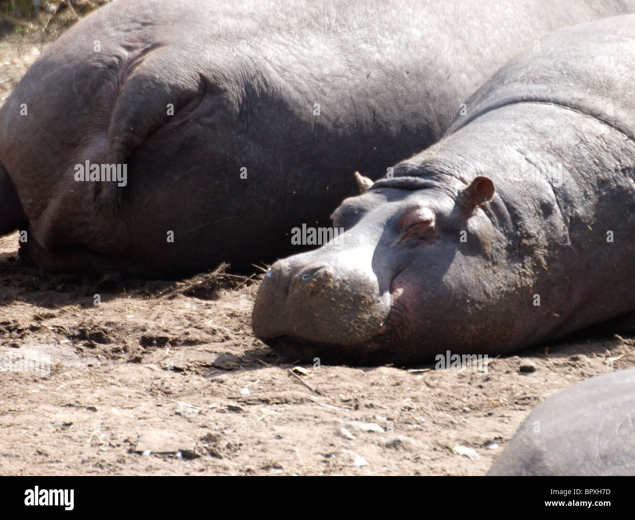Hippopotame heureux, commune d'hippopotame, Hippopotamus amphibious Banque D'Images