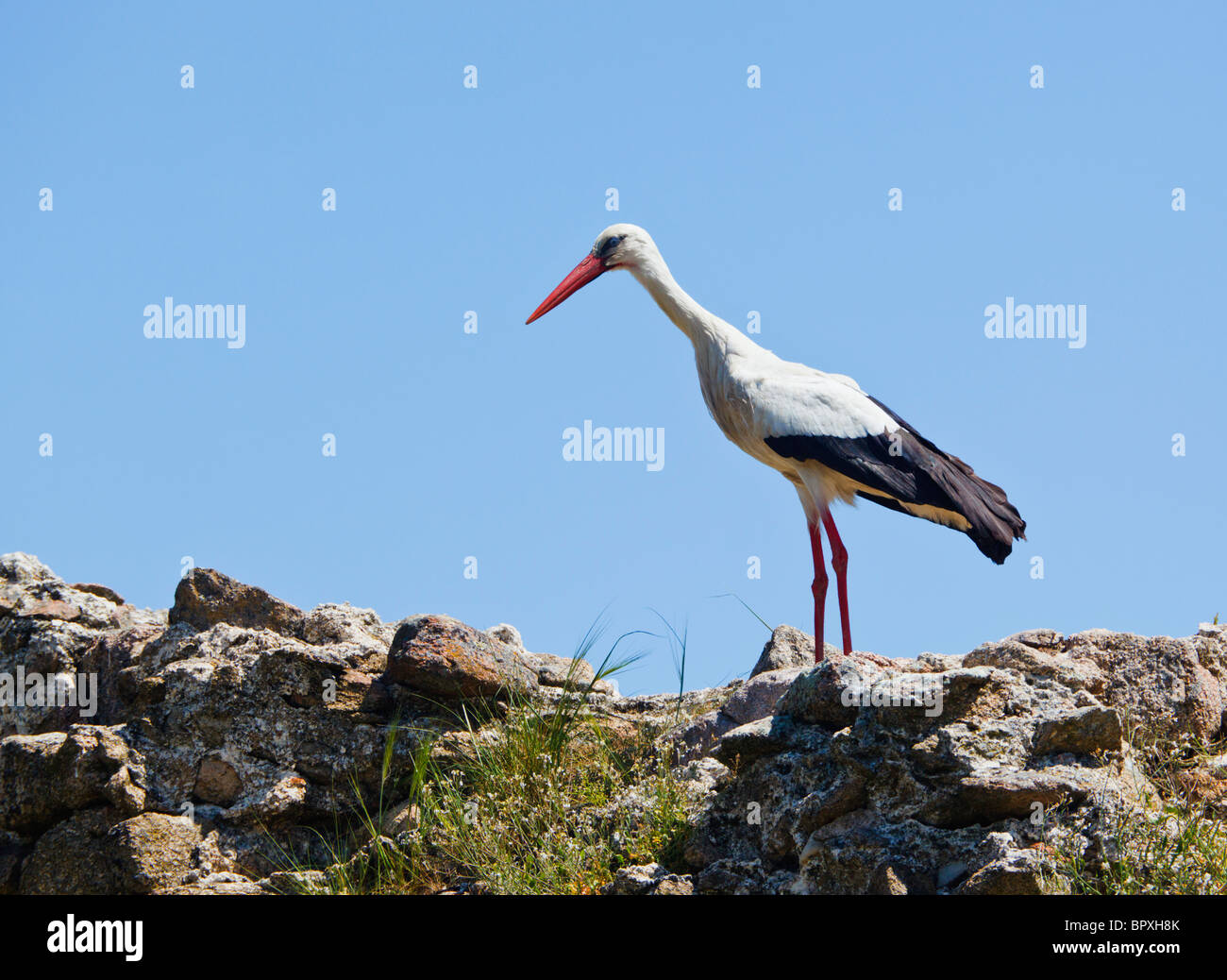 Près de Navalmoro de la Mata, Province de Cáceres, Extremadura, Espagne. Cigogne Blanche. Ciconia ciconia. Banque D'Images