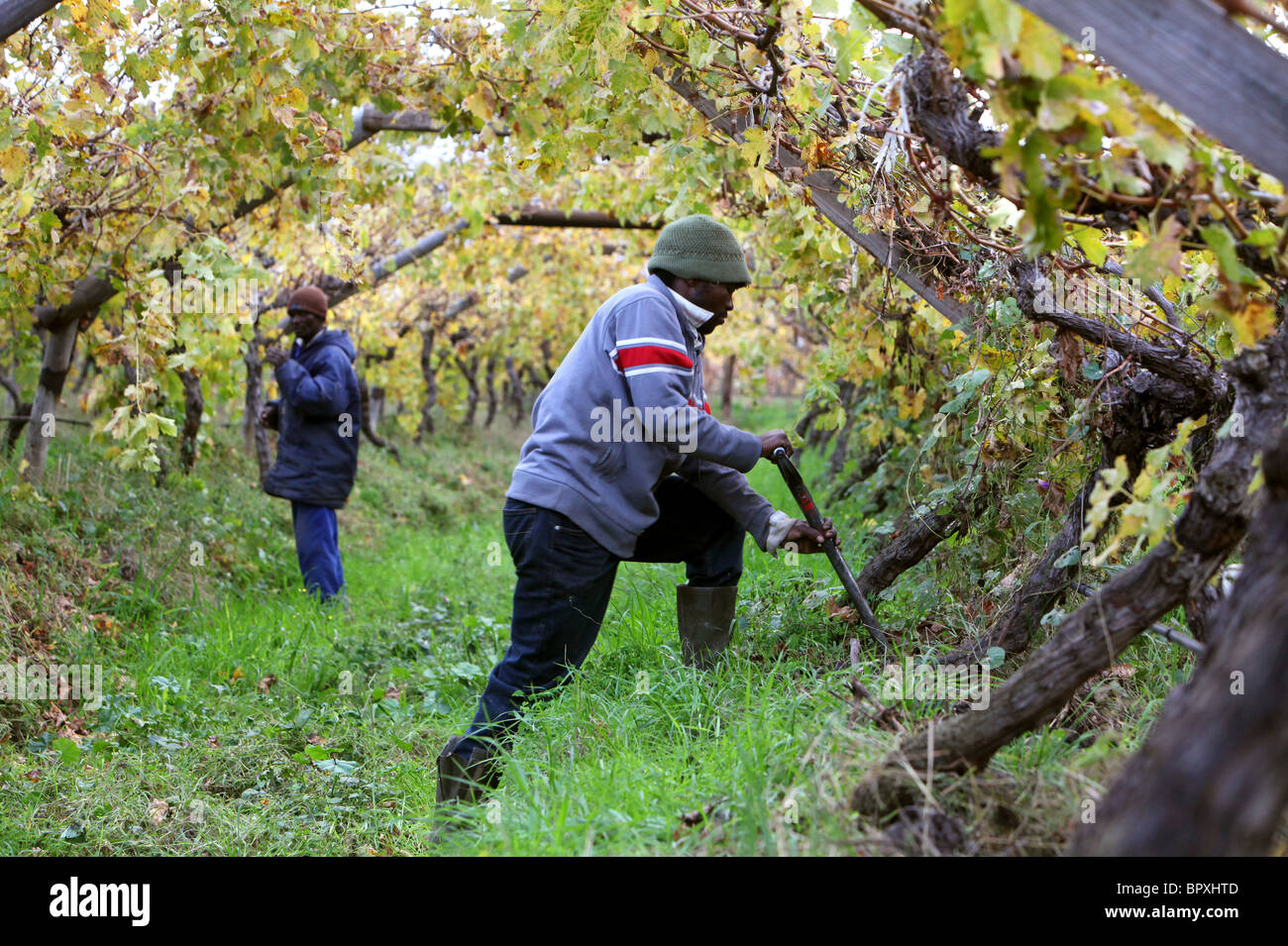 Afrique du Sud : les travailleurs dans un vignoble dans la région viticole de la Province du Cap occidental près de De Doorns, Hex , Valley Banque D'Images
