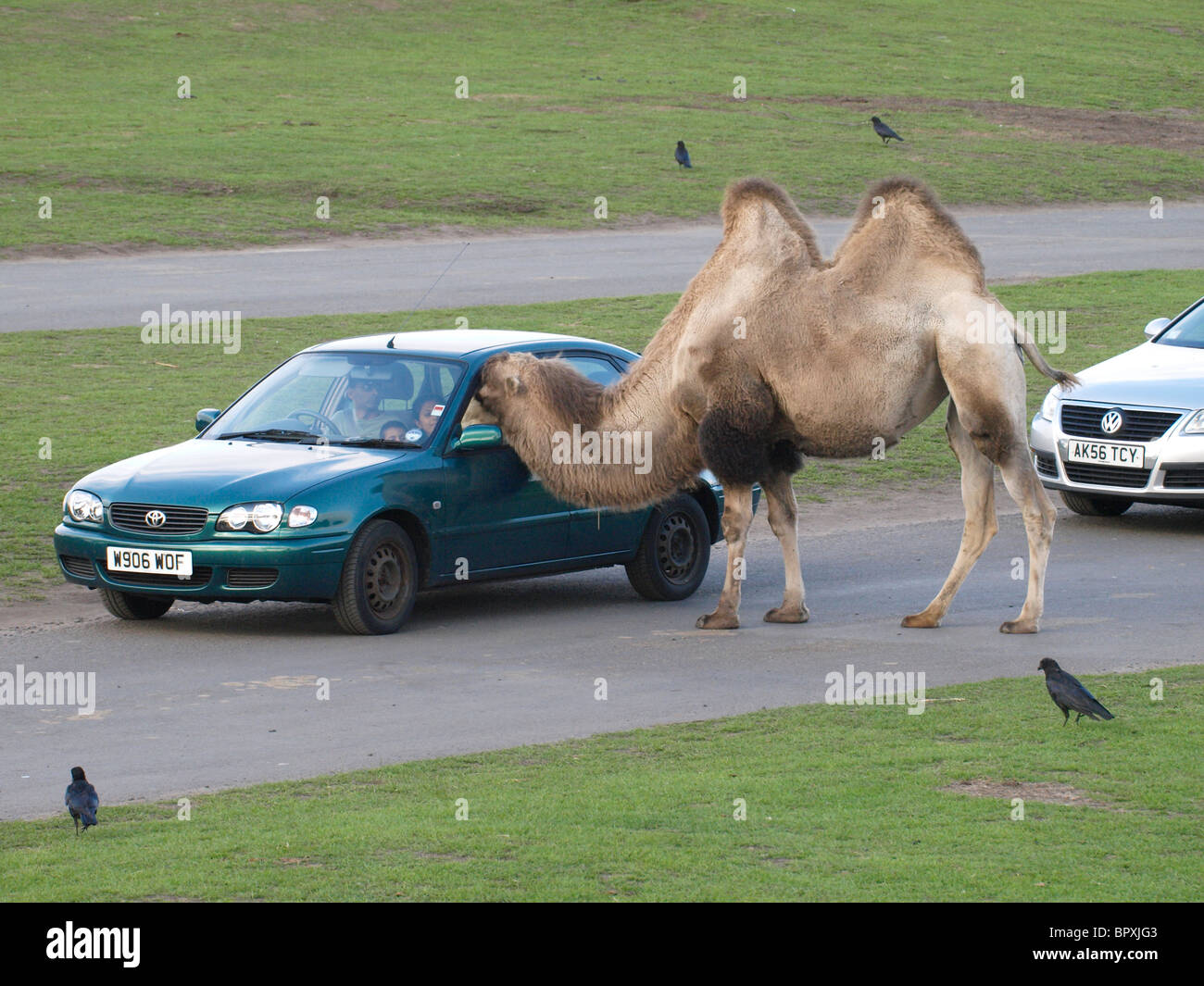 La tête de chameau de le mettre dans une voiture, le West Midland safari et parc de loisirs, UK Banque D'Images La tête de chameau de le mettre dans une voiture, le West Midland safari et parc de loisirs, UK Banque D'Images