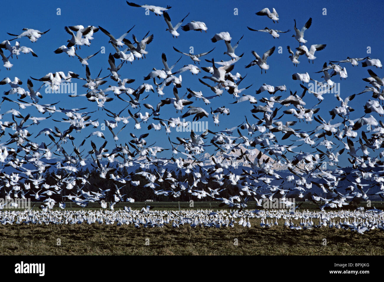 Des neiges, avec le Mont Baker en arrière-plan Skagit Comté l'État de Washington, USA Banque D'Images