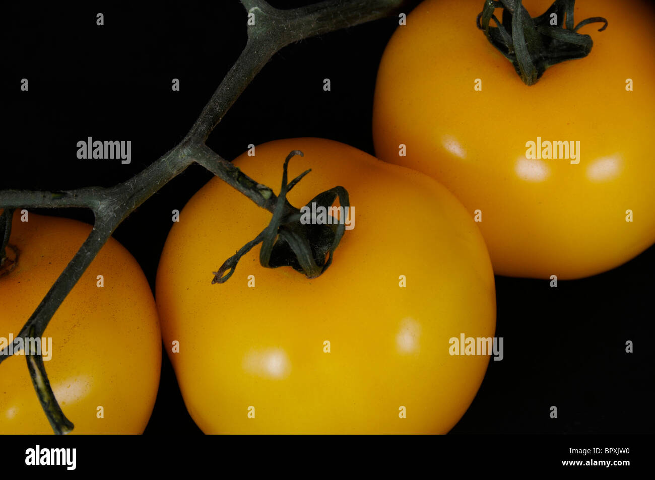 Tomates jaunes sur la vigne Banque D'Images