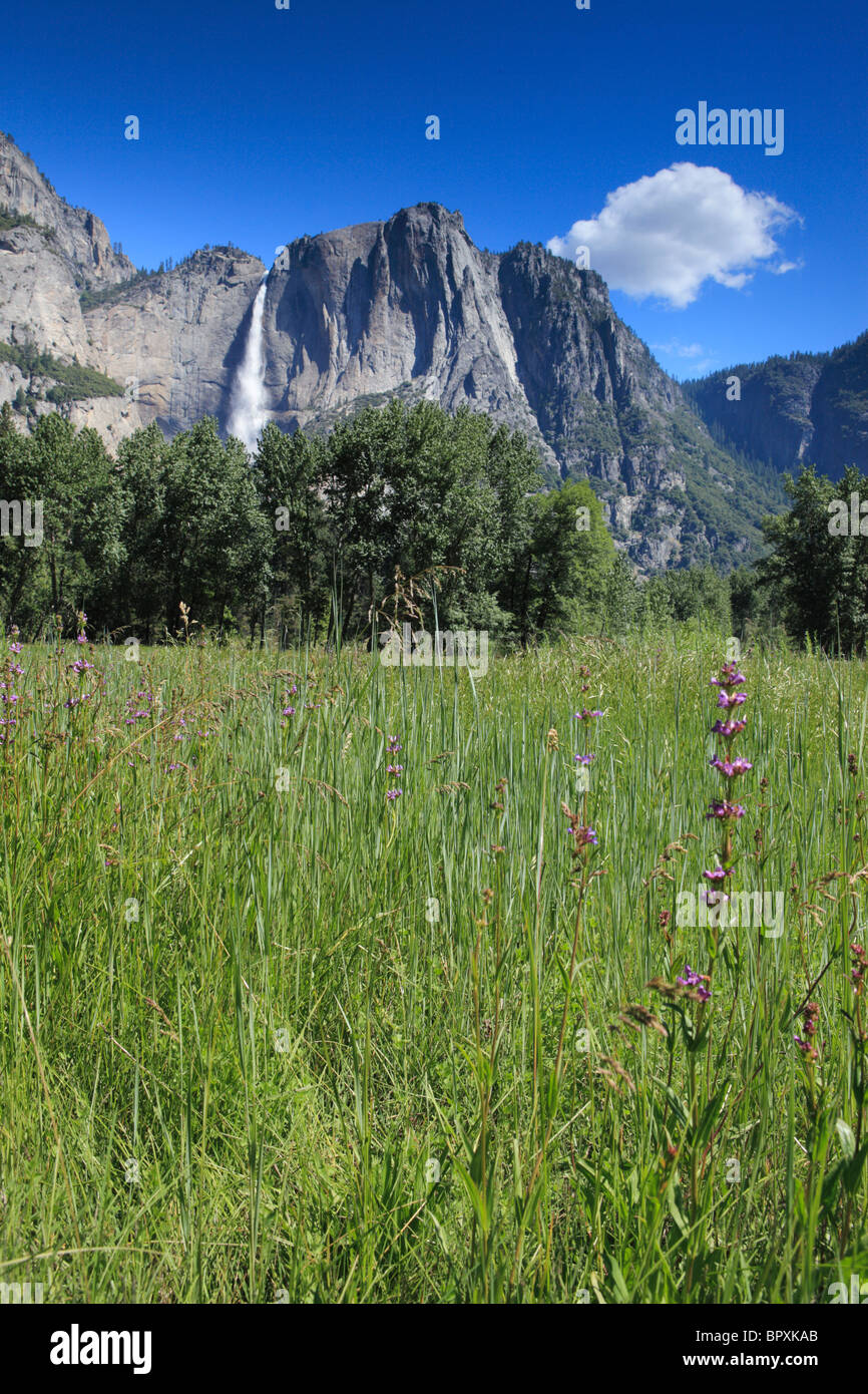 Spring meadow in Yosemite National Park, Californie Banque D'Images