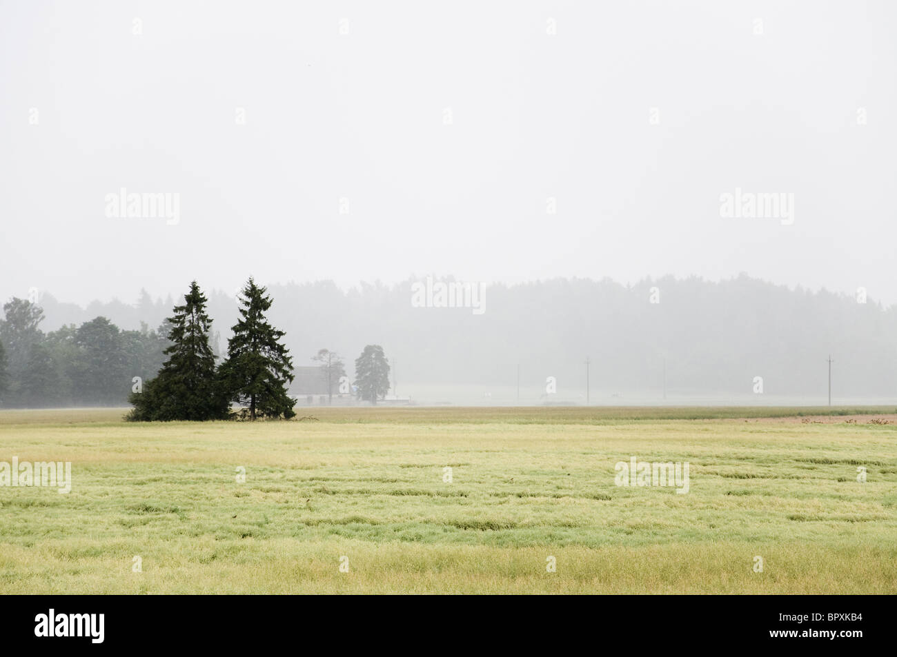 Foggy meadow - paysage estival avec horizon brumeux Banque D'Images