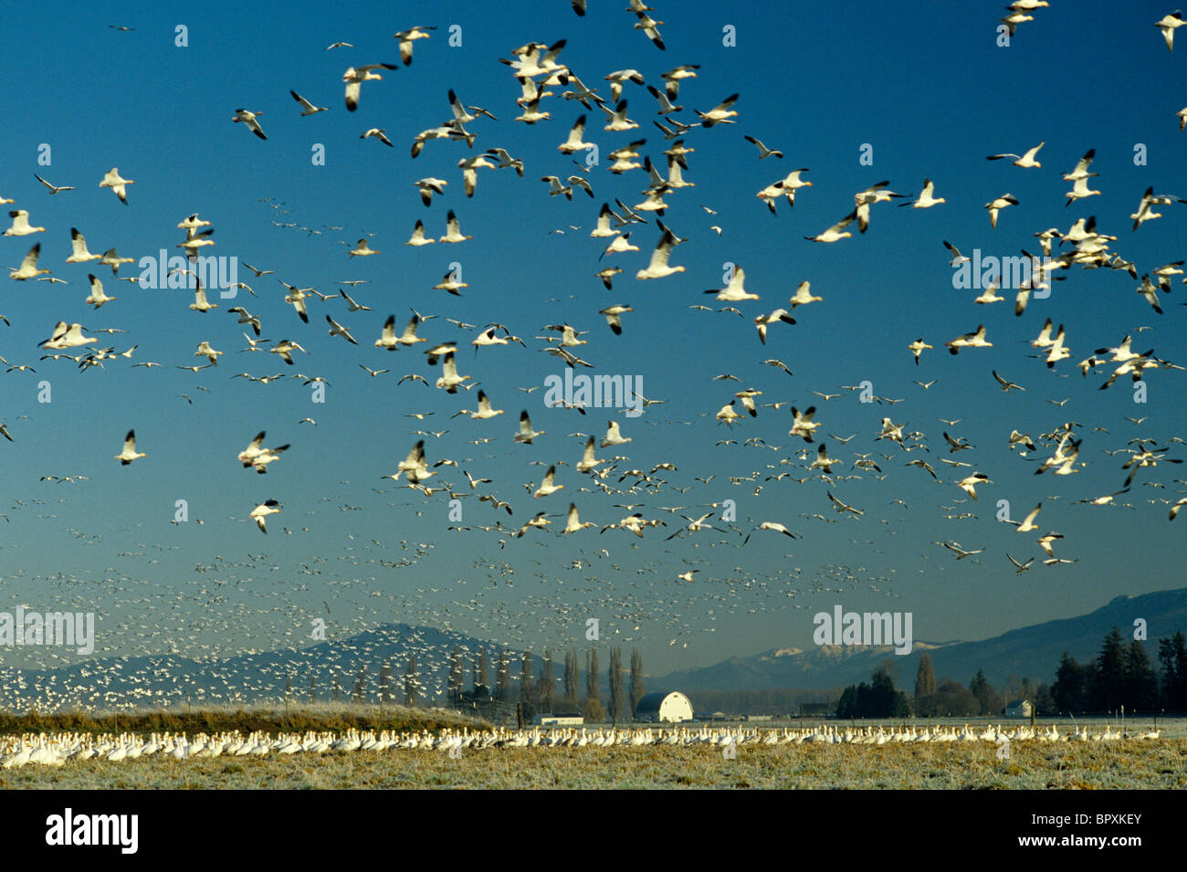 Des neiges, avec le Mont Baker en arrière-plan Skagit Comté l'État de Washington, USA Banque D'Images
