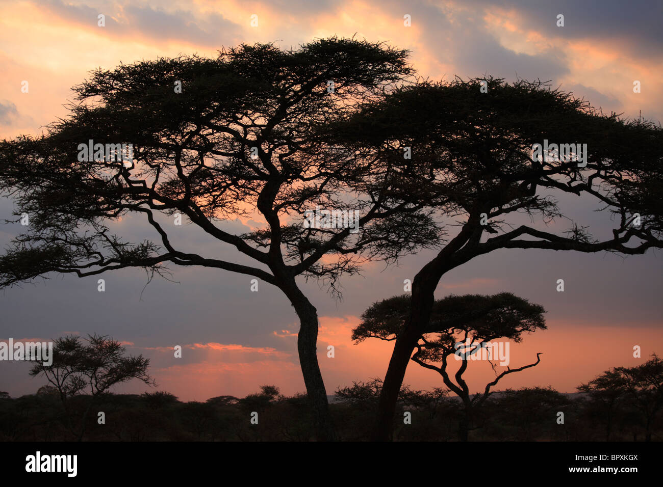 Acacia tortilis arbre dans le Parc National de Serengeti, Tanzanie Banque D'Images