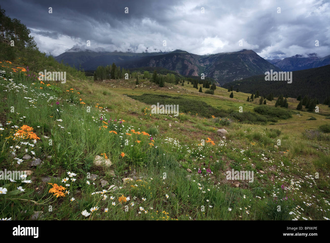 Nuages de tempête de plus de fleurs sauvages alpines à Molas Pass dans les Montagnes Rocheuses du Colorado Banque D'Images