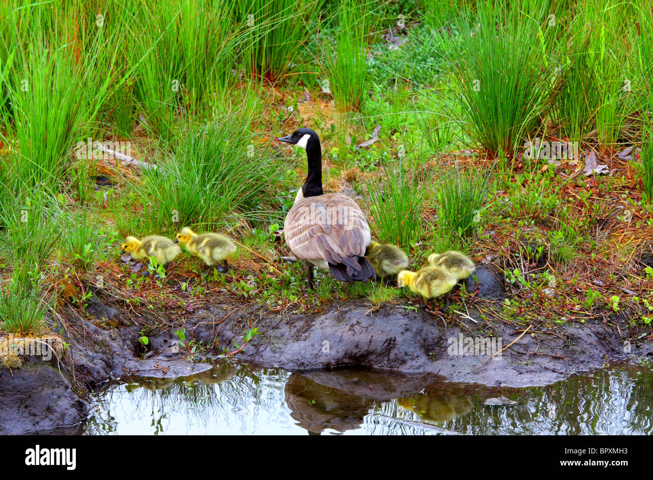 Canada Goose & cinq gosling alimentation par l'eau de la rivière lac étang Banque D'Images
