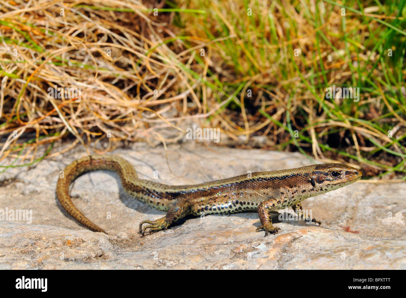 Lézard vivipare, lézard commun européen (Lacerta vivipara, Zootoca vivipara), Femme, Espagne, Pyrénées, Arantal Banque D'Images