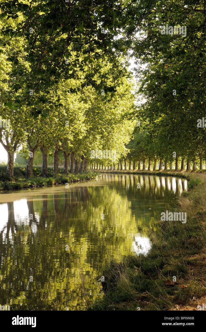 Platanes bordent la rivière sur le Canal du Midi à Argeliers dans la région Languedoc Roussillon dans le sud de la France Banque D'Images