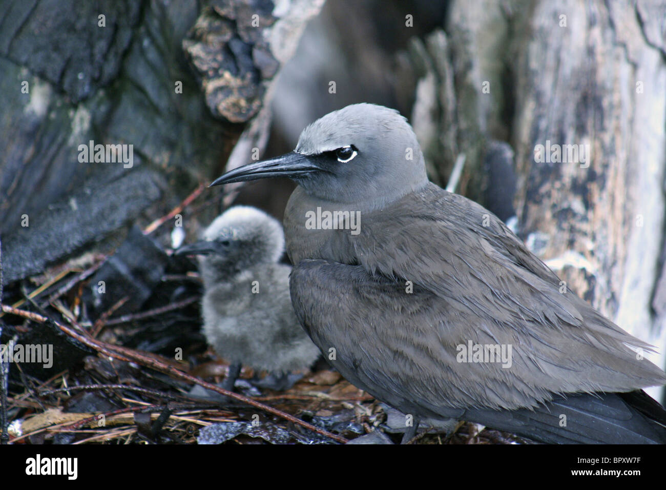 Noddi brun, ou conjoint (Anous stolidus) dans un nid avec un jeune poussin noddi après une tempête tropicale sur l'île Bird Banque D'Images