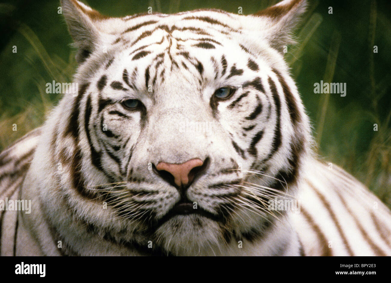 Tigre blanc dans le Zoo de Dudley Uk 1980 Banque D'Images