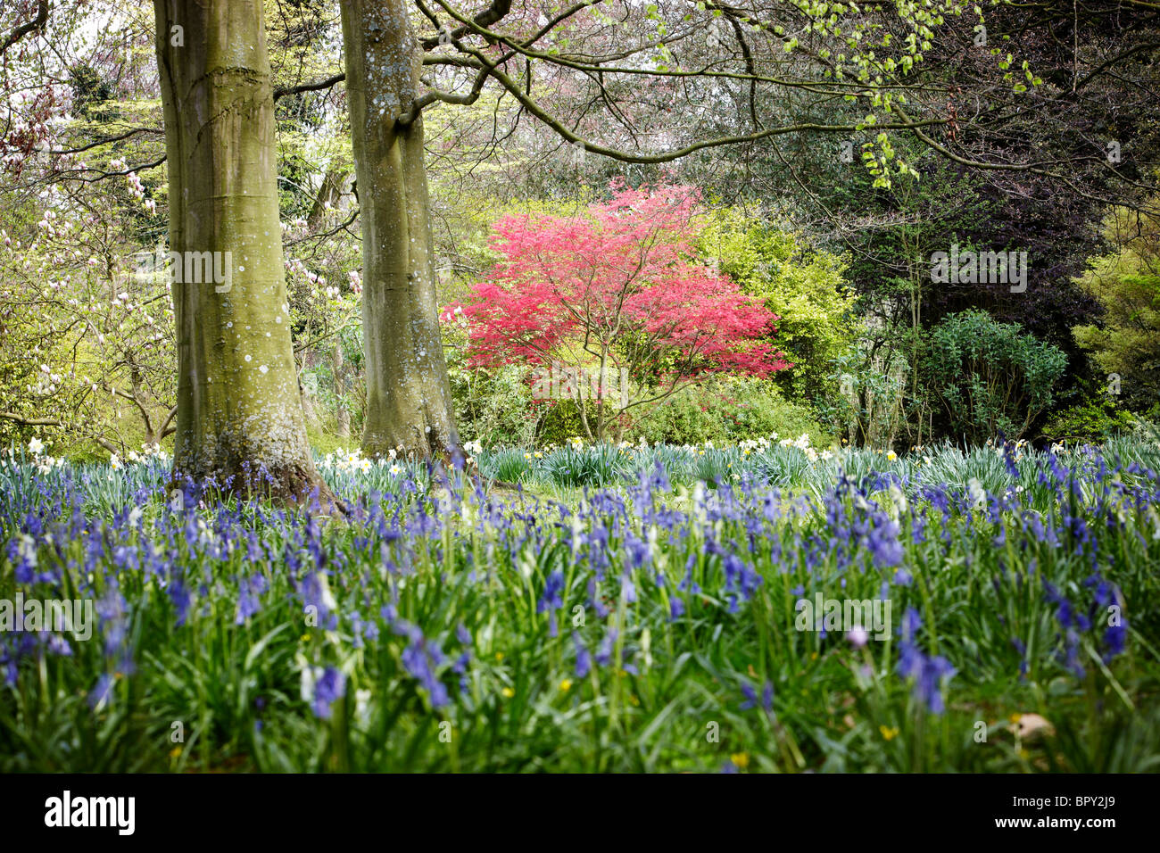 Acer palmatum Banque D'Images