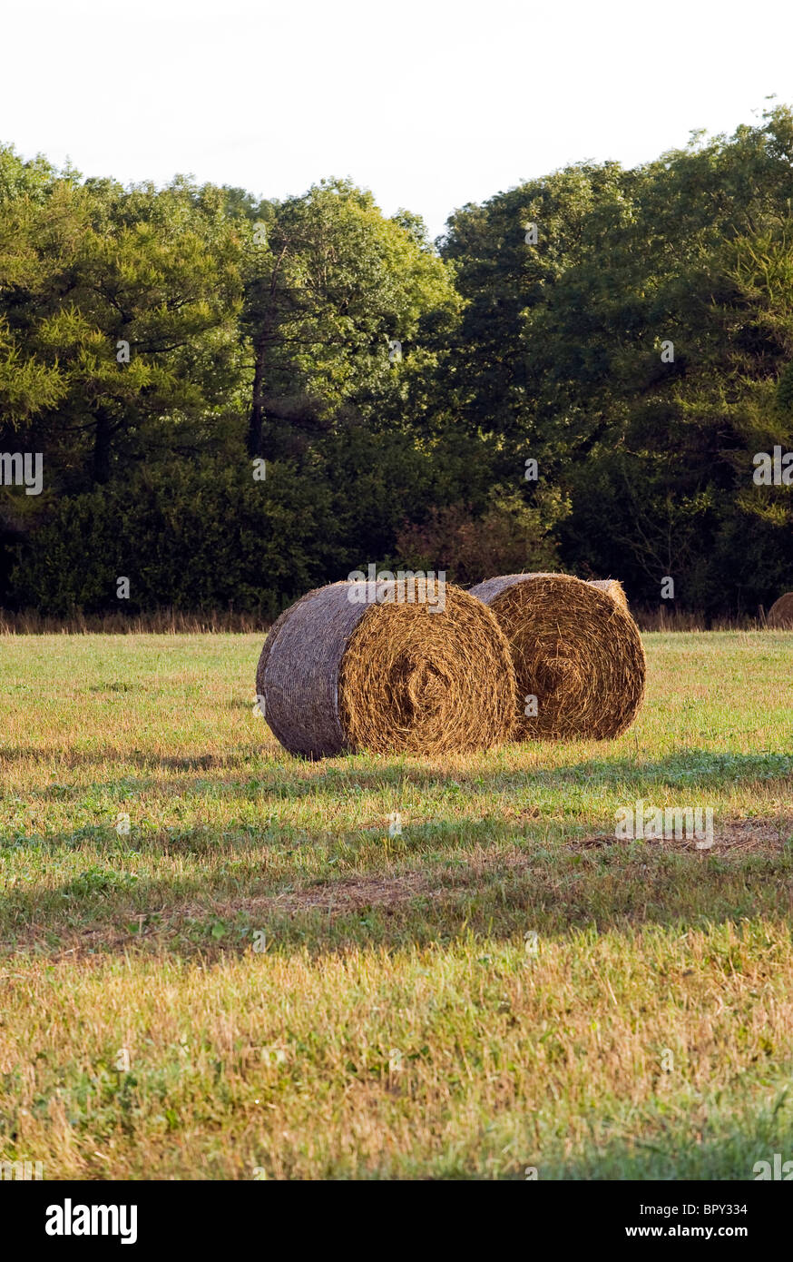 Des balles de paille rondes en attente d'être recueillis par le fermier dans un champ dans le Dorset, Angleterre, RU Banque D'Images