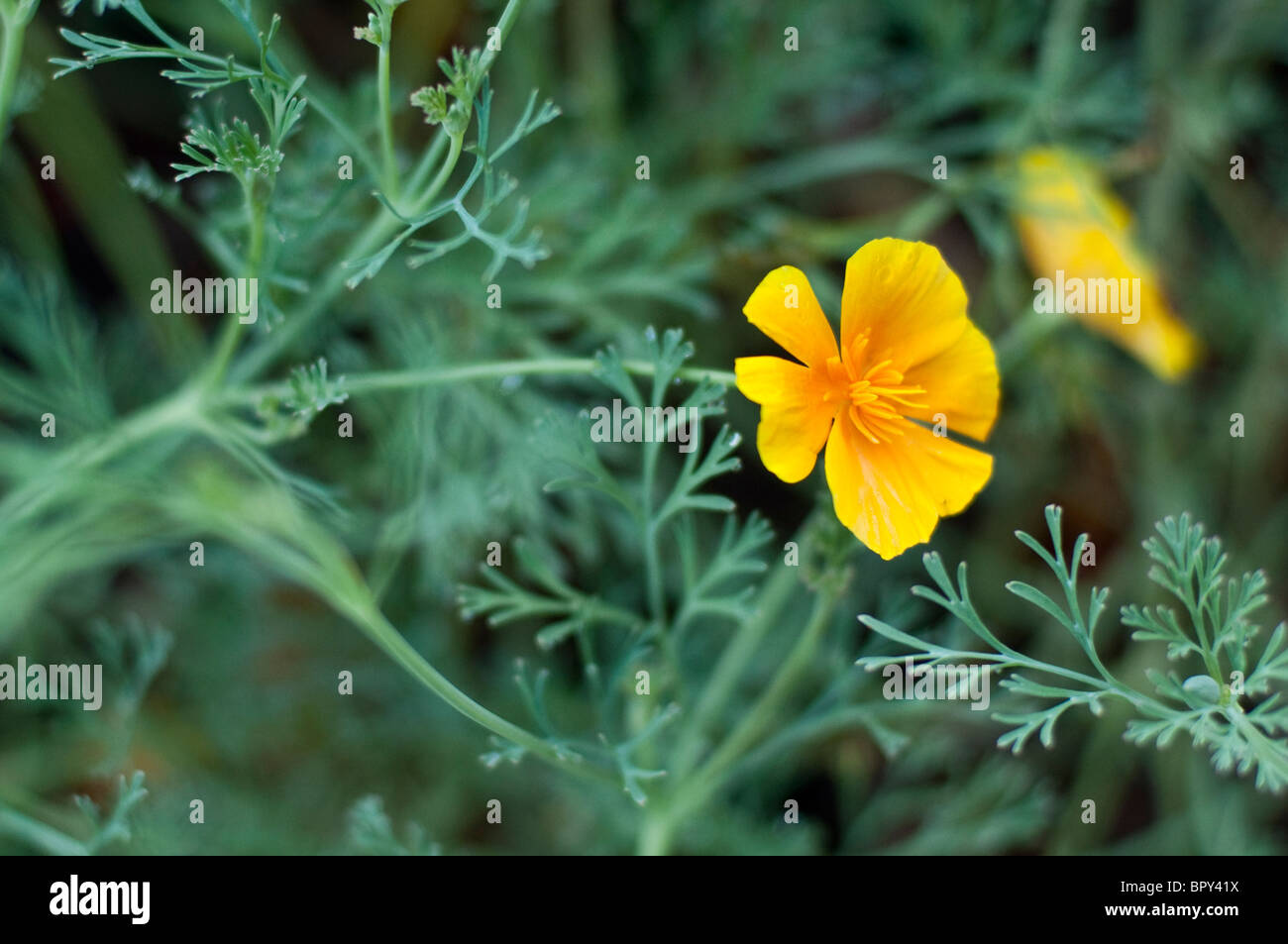 Les fleurs d'un orange Pavot de Californie. Banque D'Images