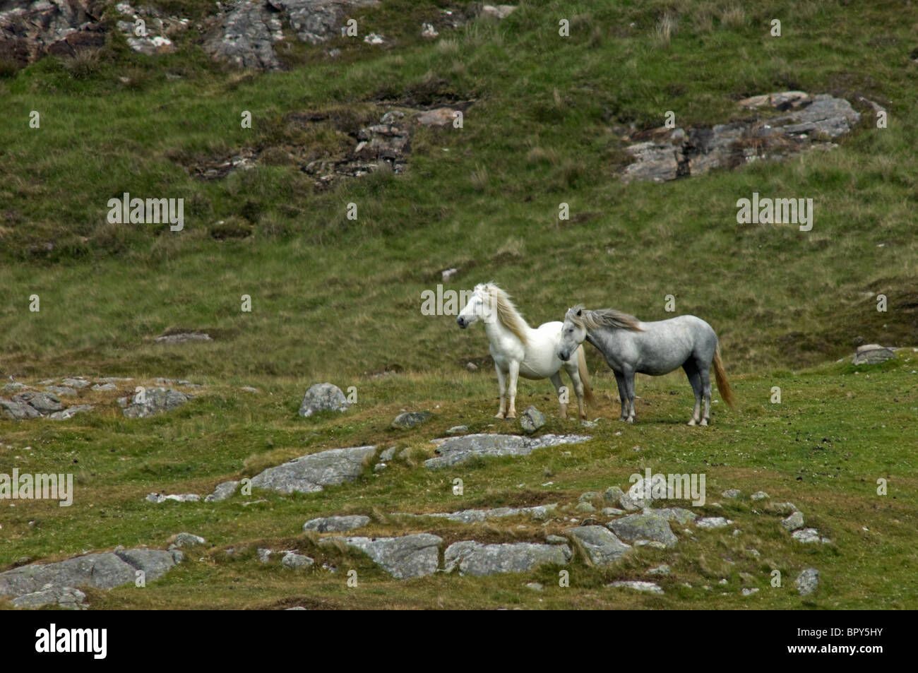 Eriskay poneys sur une colline Barra, Hébrides extérieures, en Écosse. 6616 SCO Banque D'Images