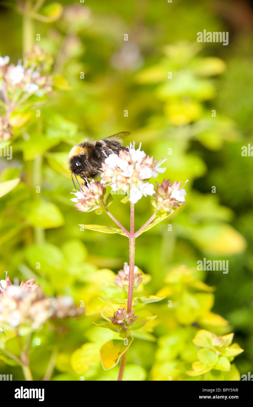 Un Buff-tailed Bourdon pollinise un fleuron de l'origan comme il recueille le nectar. Banque D'Images