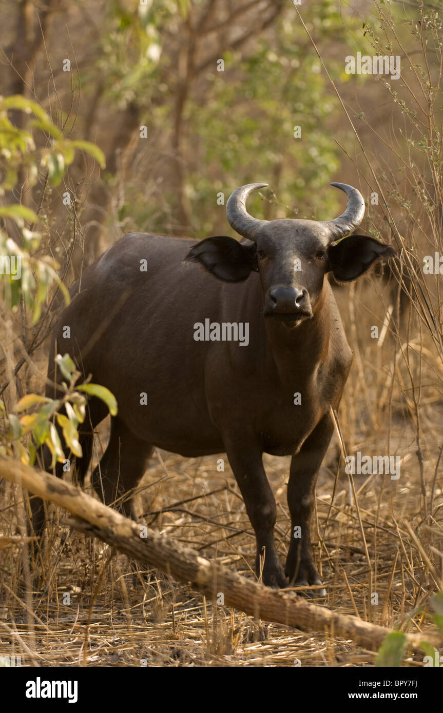 Buffle de forêt (Syncerus caffer nanus) Réserve de Fathala, Sénégal Banque D'Images