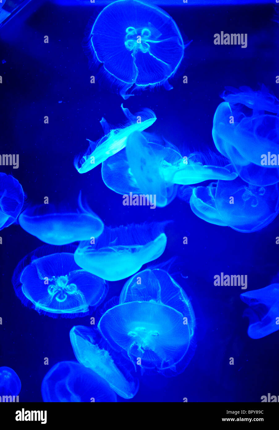 Méduses dans un aquarium Banque D'Images