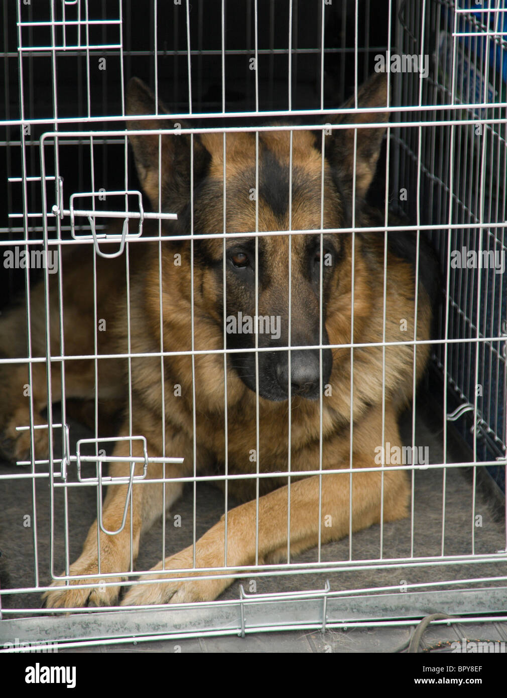Berger Allemand assis dans une voiture cage Photo Stock - Alamy