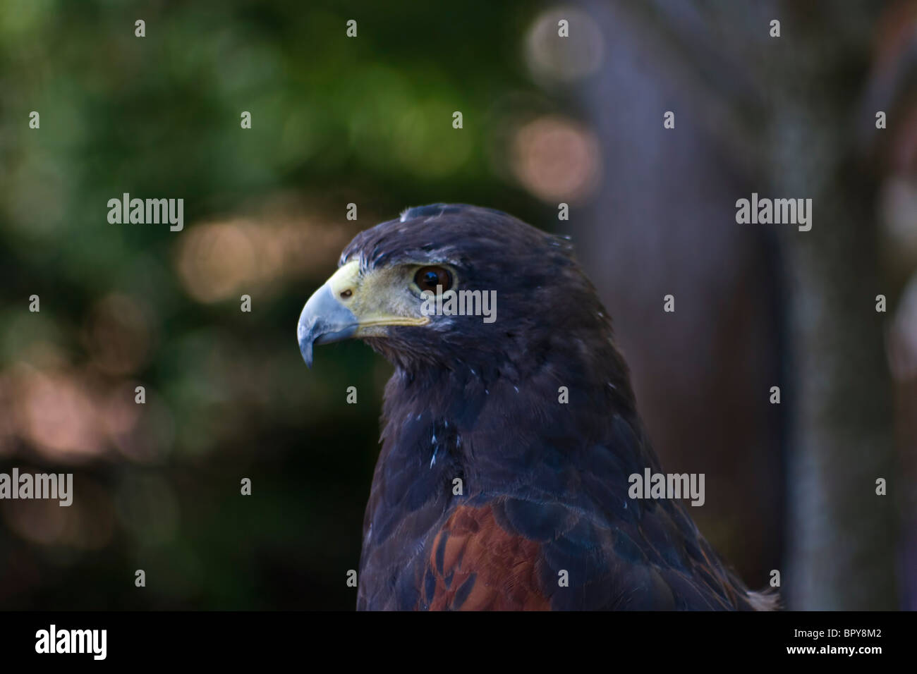 Harris Parabuteo unicinctus, Hawk Banque D'Images