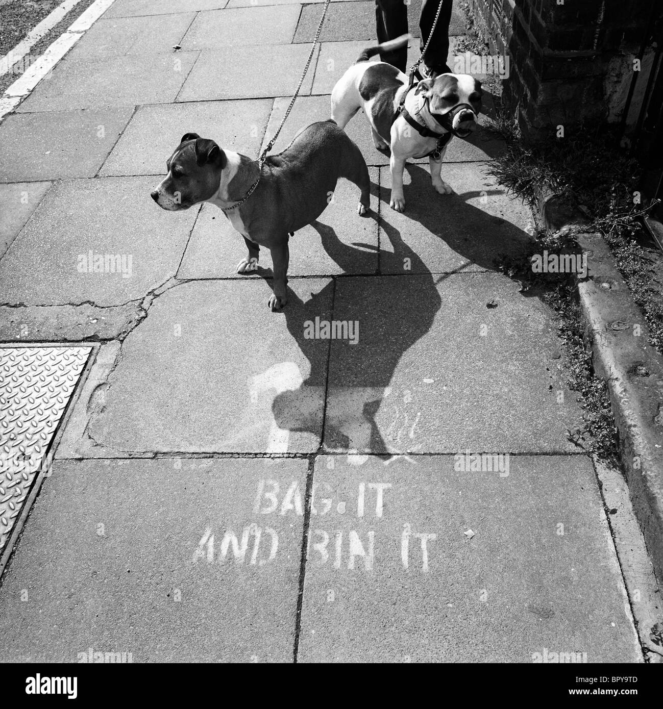 Deux chiens Pitbull reposer de côté sur une rue du sud de Londres avec la chaussée pet conseil pochoir mess message. Banque D'Images
