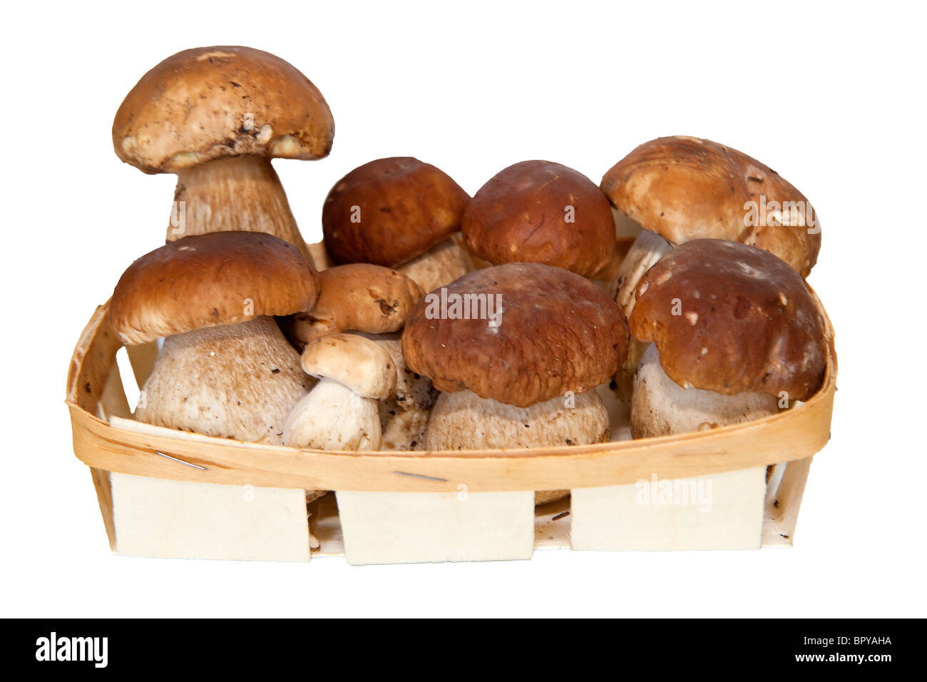 Un tas de Boletus edulis Banque D'Images