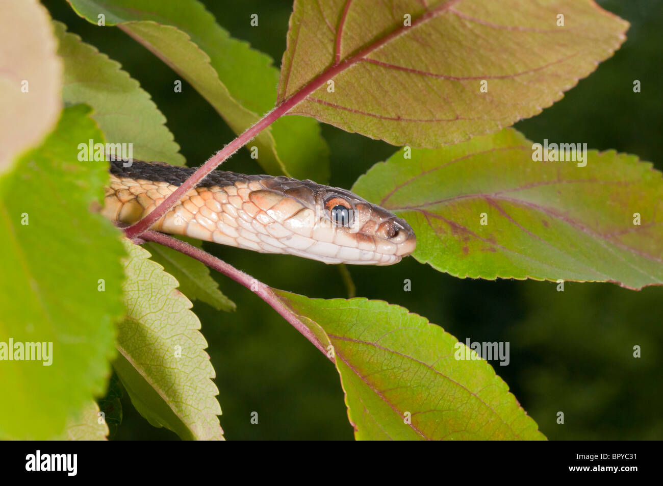 Eastern, Thamnophis sirtalis sirtalis, originaire de l'est Amérique du Nord Banque D'Images