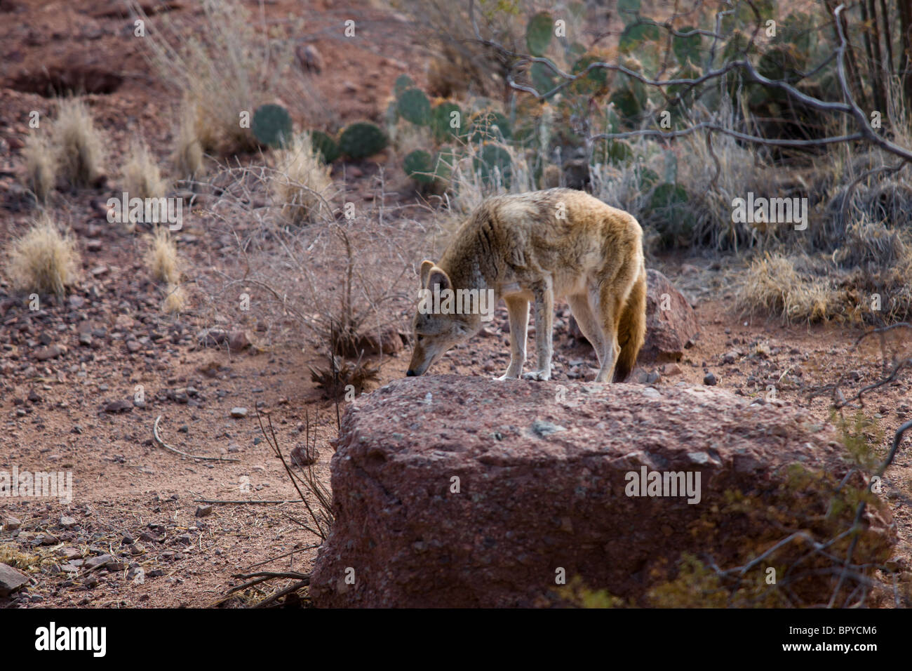 La chasse au coyote (prononcé/kaɪˈoʊti) Banque D'Images