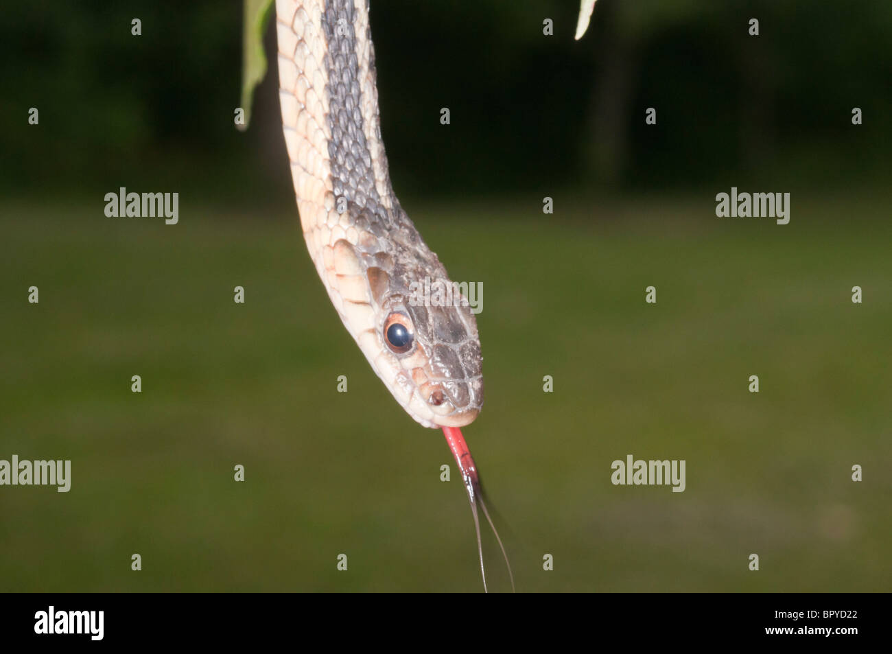 Eastern, Thamnophis sirtalis sirtalis, originaire de l'est Amérique du Nord Banque D'Images