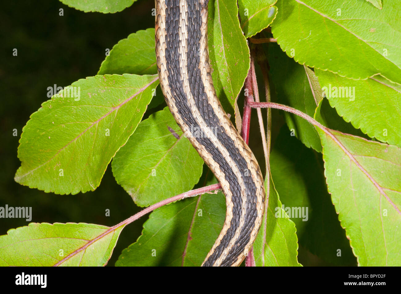 Eastern, Thamnophis sirtalis sirtalis, originaire de l'est Amérique du Nord Banque D'Images