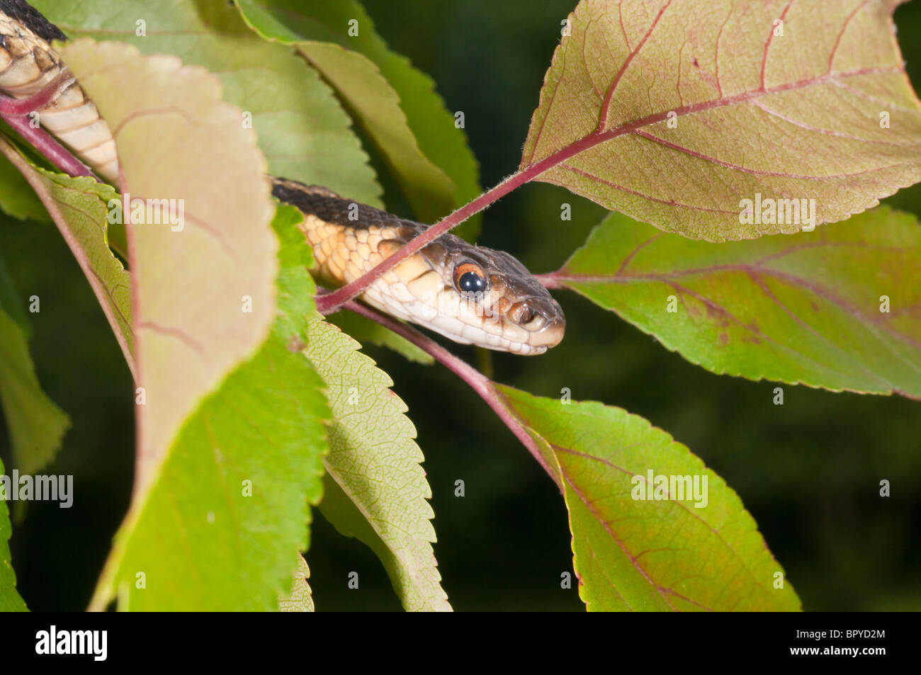 Eastern, Thamnophis sirtalis sirtalis, originaire de l'est Amérique du Nord Banque D'Images
